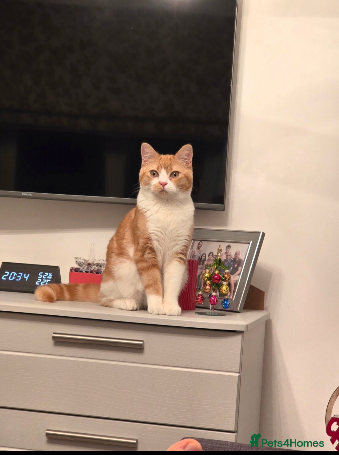 British Shorthair cats for sale: Adorable British Shorthair Male Kitten for Sale  - Advert 1