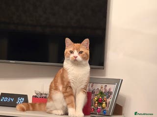 British Shorthair cats Adorable British Shorthair Male Kitten for Sale - Advert 1