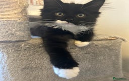 Ragdoll cats for adoption: Cute kitty - Image 2