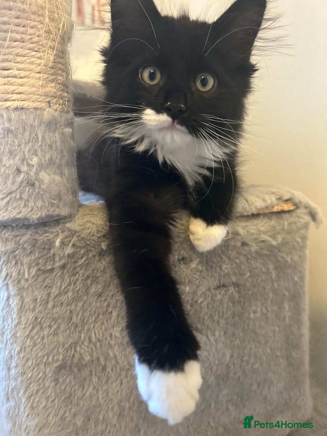 Ragdoll cats for adoption: Cute kitty - Image 2