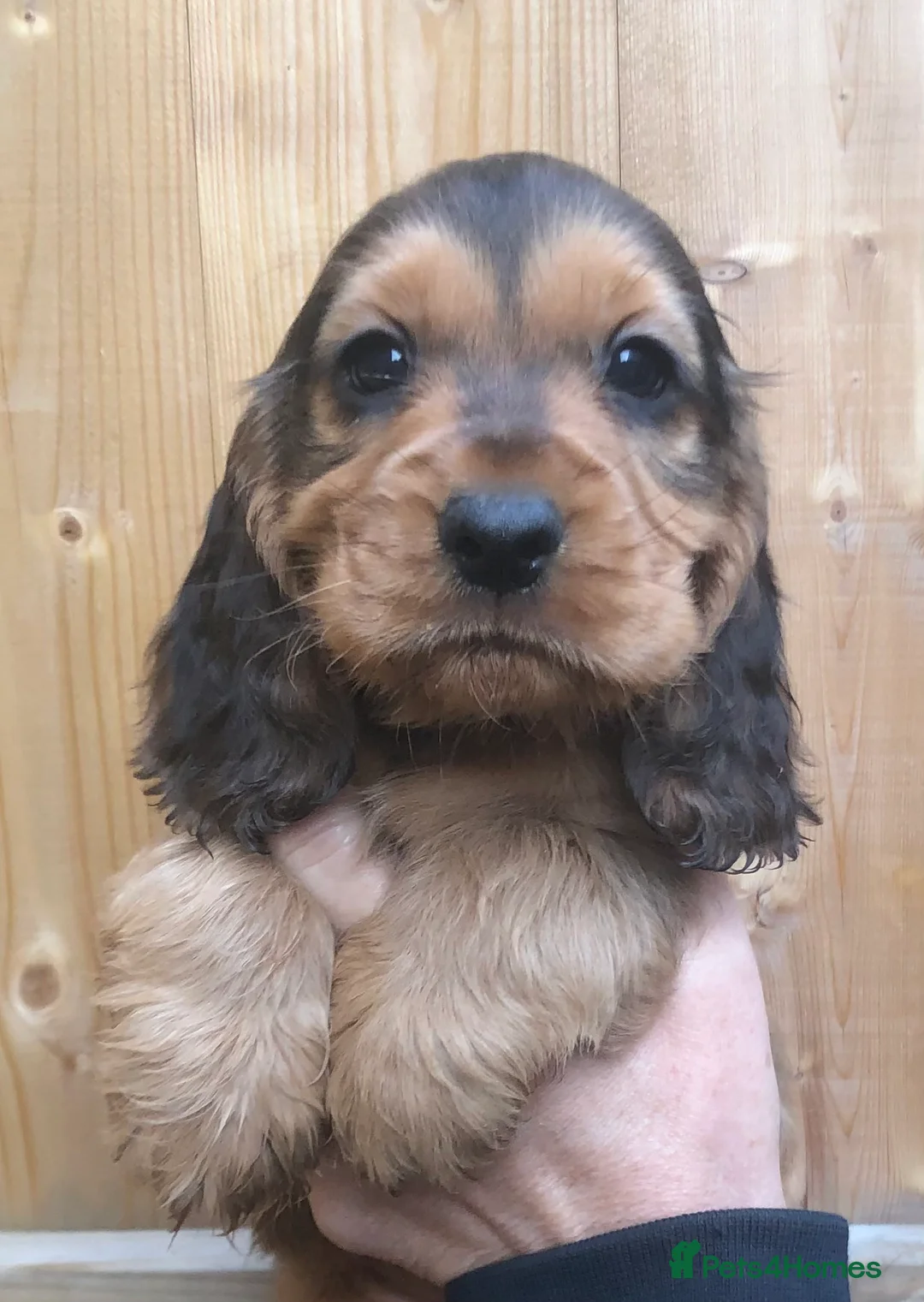 Cocker Spaniel dogs for stud: stunning sable cocker spaniel stud in Ormskirk - Advert 6