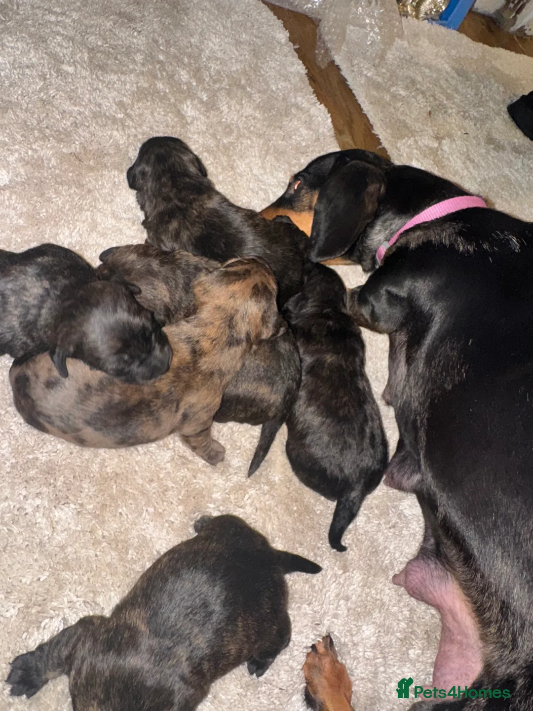 Mixed Breed dogs for sale: Beautiful Dachshund X westie puppies - Advert 2