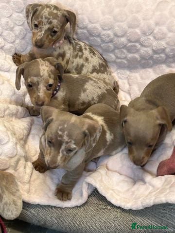 Miniature Dachshund dogs Beautiful Miniature Dachshund Puppies  - Advert 10