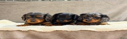Miniature Dachshund dogs for sale: STUNNING LONG HAIRED KC MINI DACHSHUND PUPPIES - Advert 9