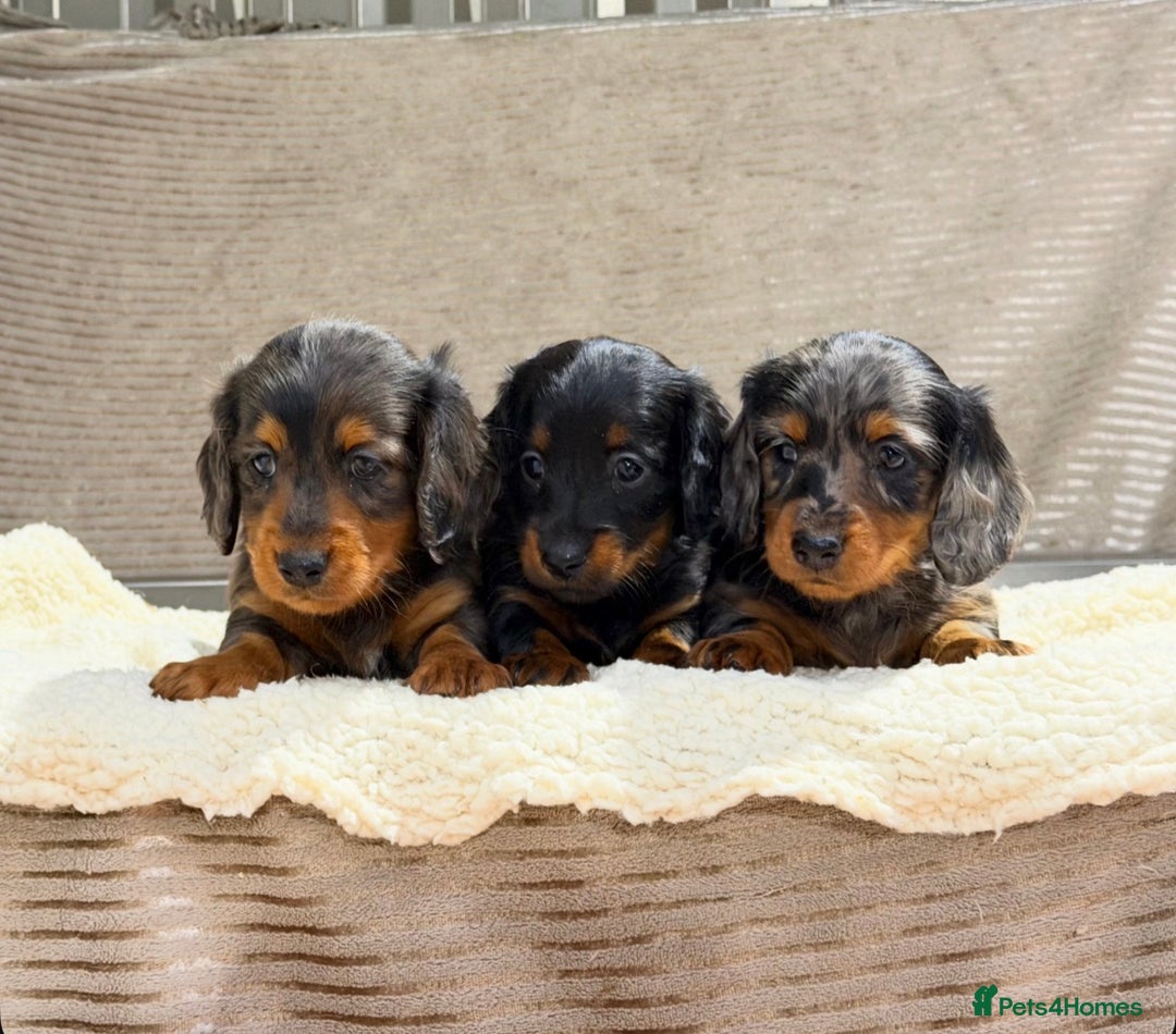 Miniature Dachshund dogs for sale: STUNNING LONG HAIRED KC MINI DACHSHUND PUPPIES - Advert 9