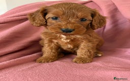 Cockapoo dogs for sale: Beautiful fox red cockapoo - Image 4