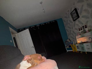 American Bully dogs - Advert 20