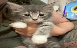 Mixed Breed cats for sale: 3 beautiful female kittens  - Image 11