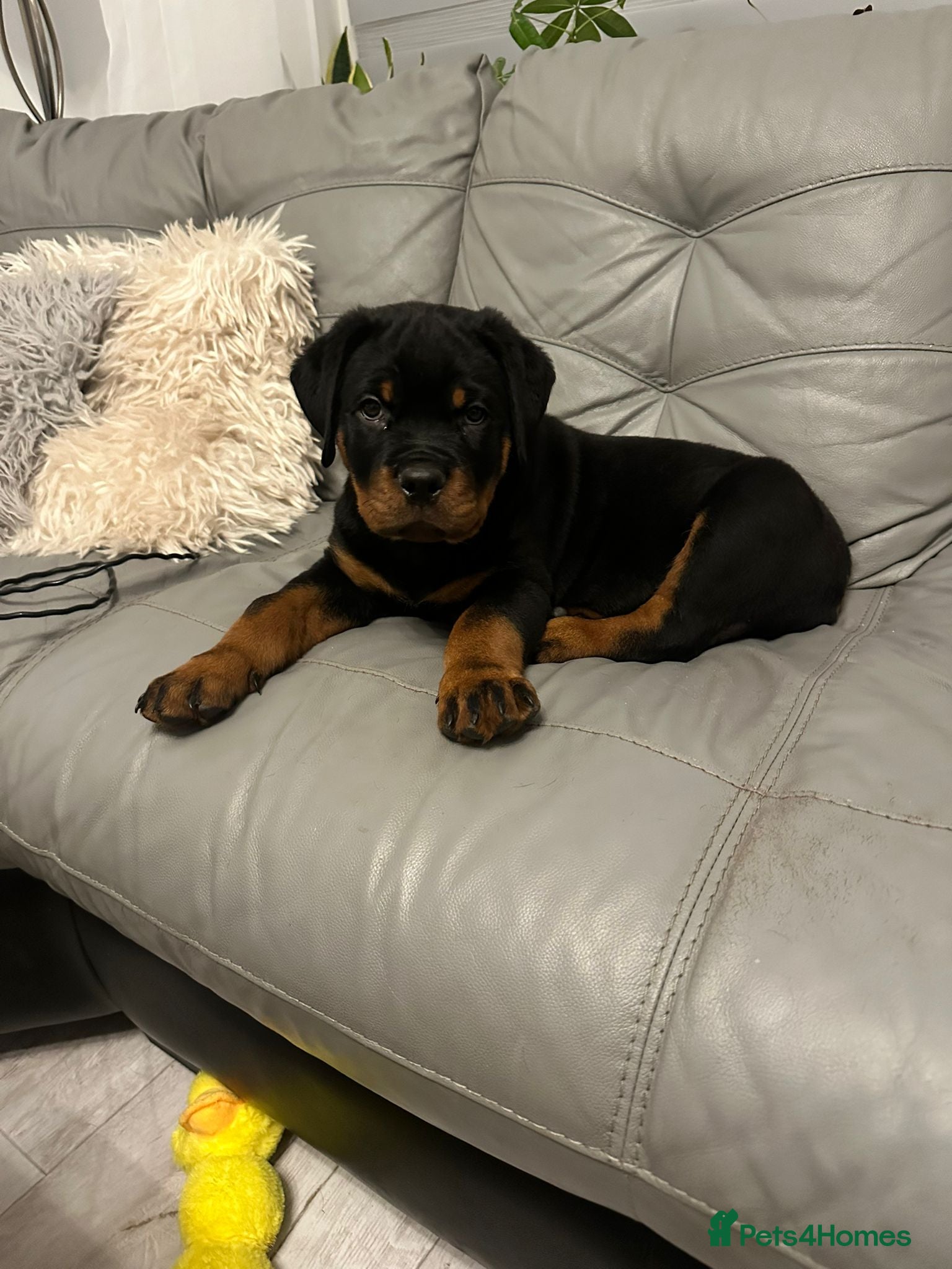Rottweiler dogs ROTTWEILER PUPPIES- READY NOW - ONLY THREE LEFT!! - Advert 8