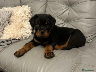 Rottweiler dogs ROTTWEILER PUPPIES- READY NOW - ONLY THREE LEFT!! - Advert 8