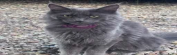 Maine Coon cats for sale: TICA registered female Mainecoon  - Advert 6