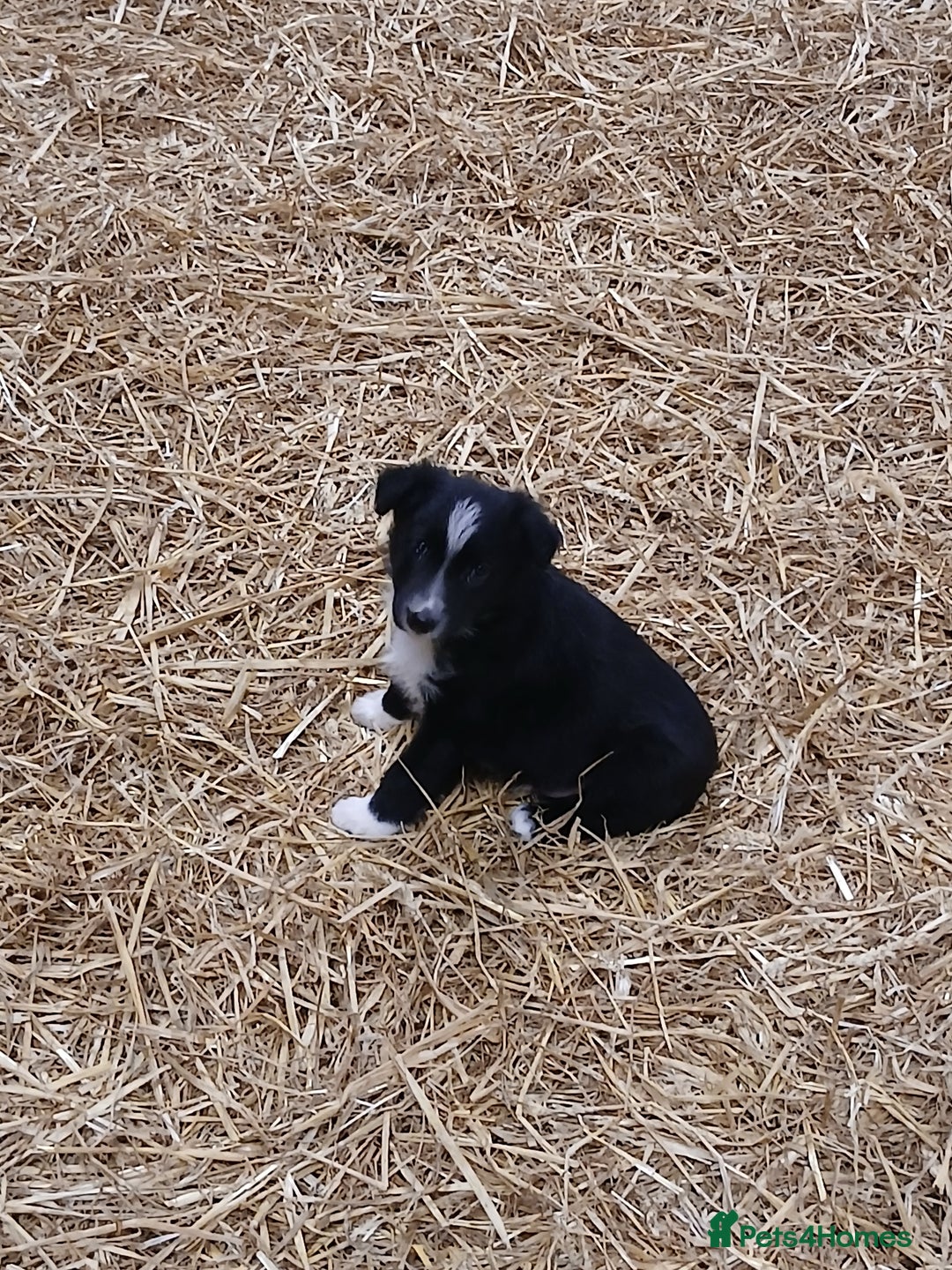Border Collie dogs for sale: Adorable sherp dog pups for sale - Advert 7