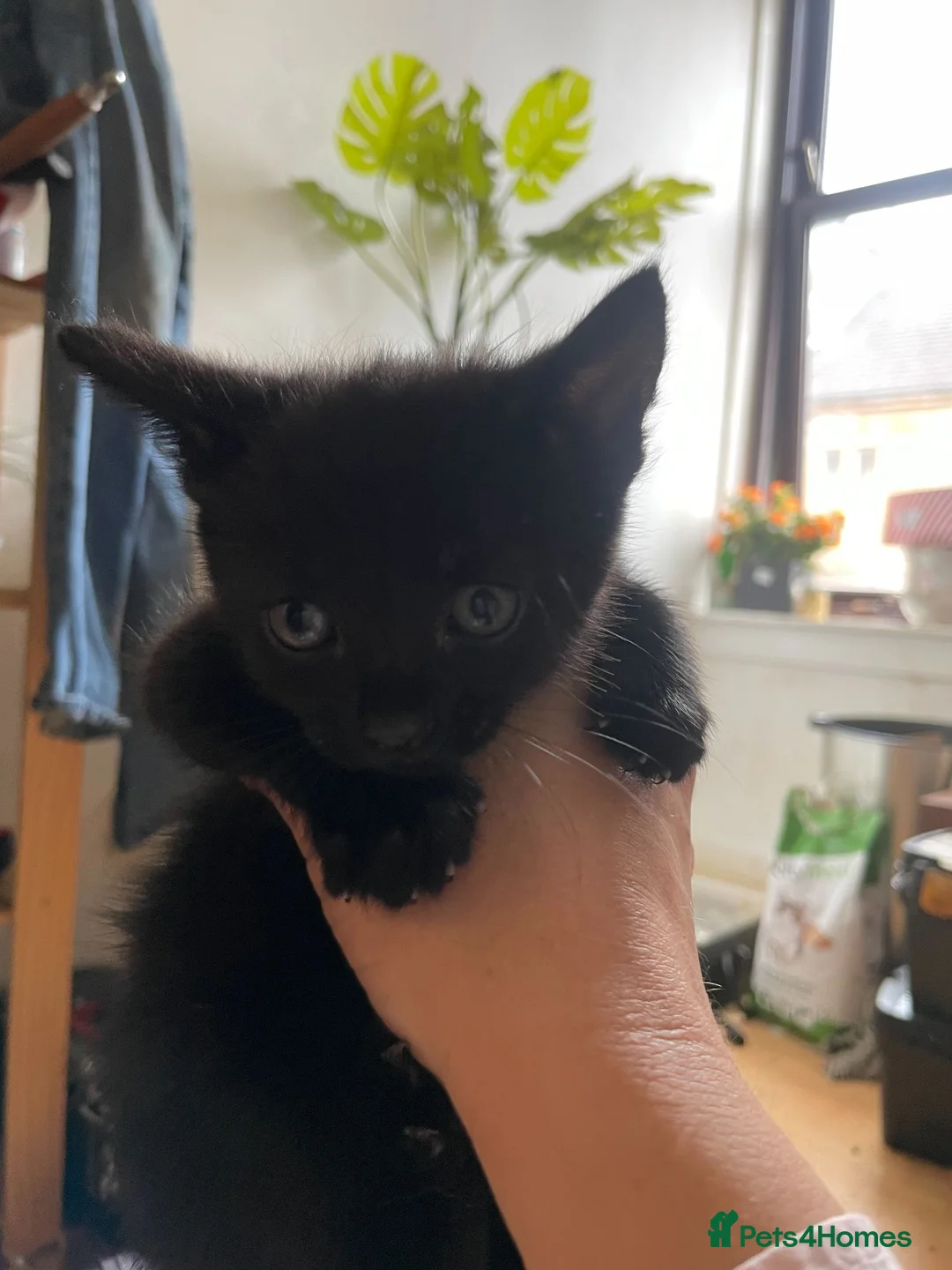 Mixed Breed cats for adoption: Tiny Rambunctious Crew of Panthers - Advert 2