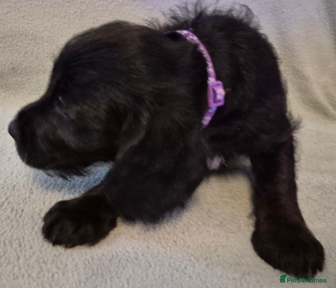 Mixed Breed dogs for sale: Beagle cross puppies for sale - Advert 19