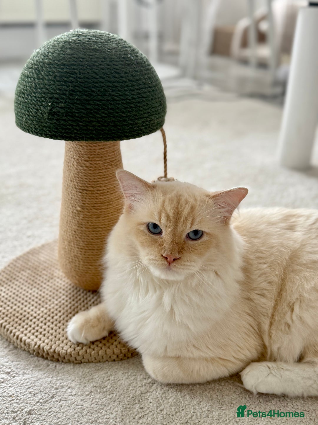 Ragdoll cats for stud: Stud flame point Stormino - Image 2