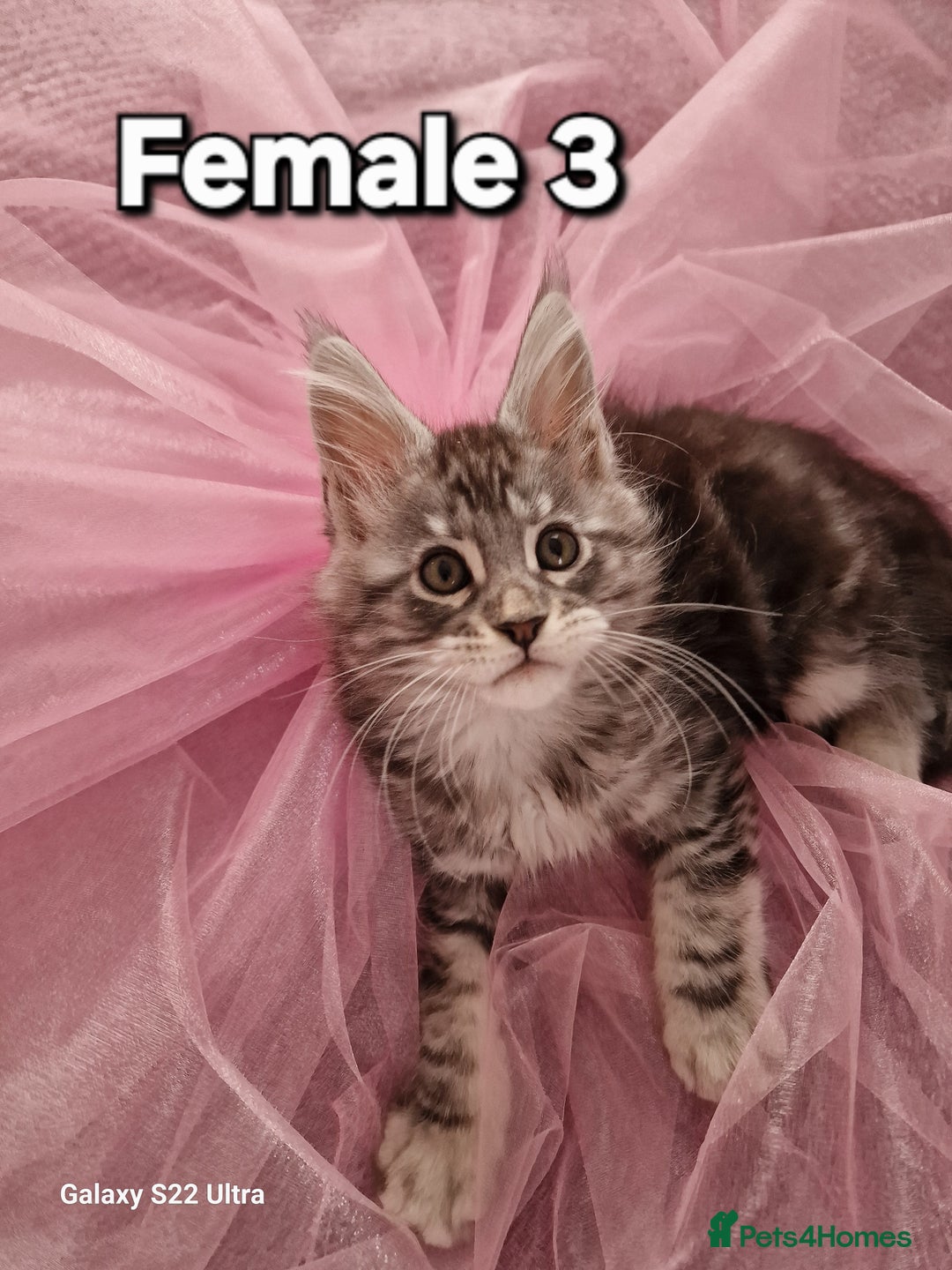 Maine Coon cats for sale: Pure Maine coon - Advert 6