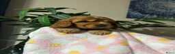 Cocker Spaniel dogs for sale: Kc reg show type cockers - Advert 21