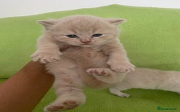 British Shorthair cats for sale: Gorgeous British shorthair kittens - Image 8