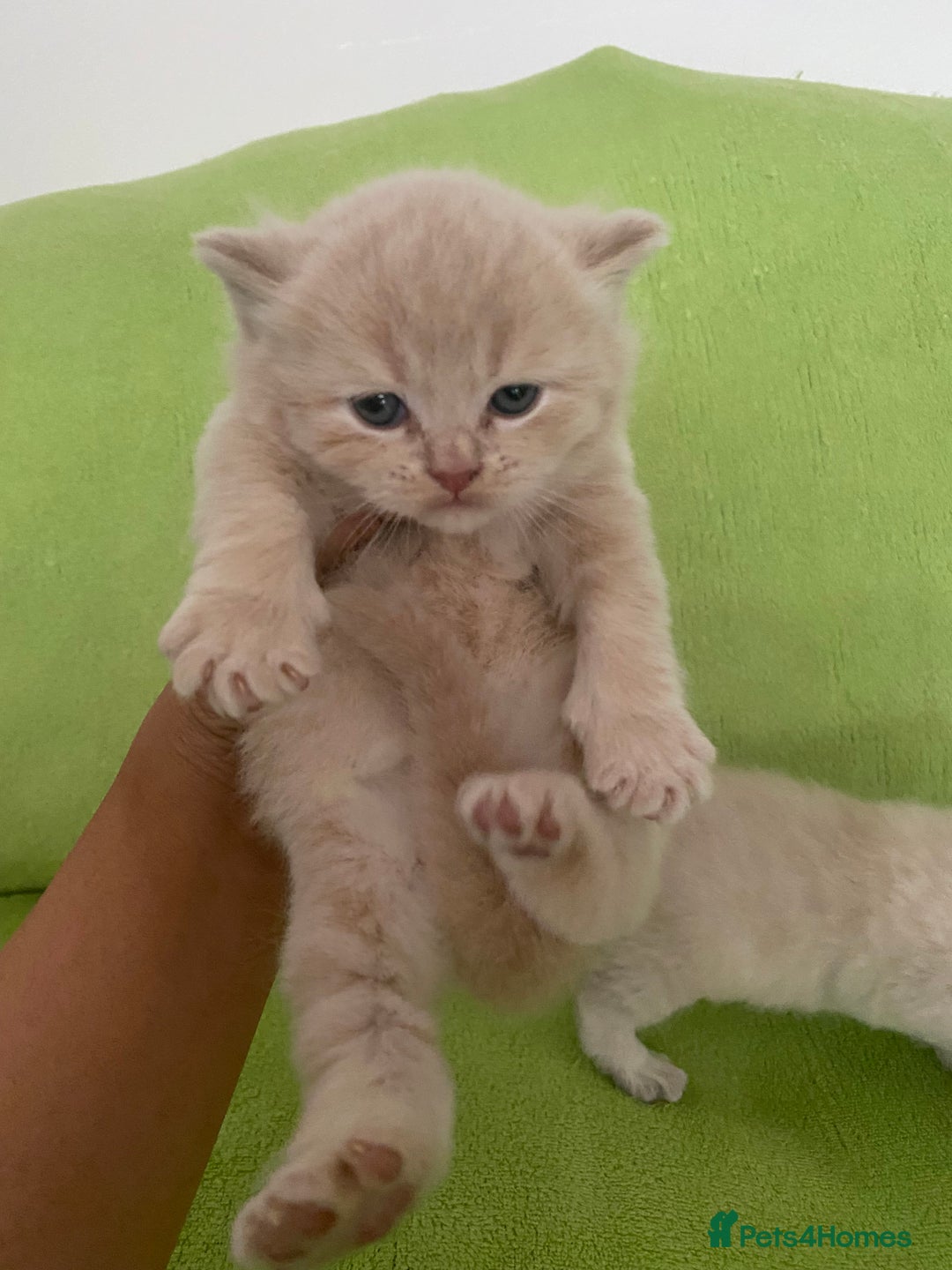British Shorthair cats for sale: Gorgeous British shorthair kittens - Image 8