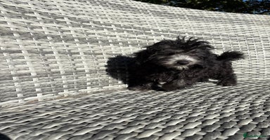 Maltipoo dogs - Advert 1