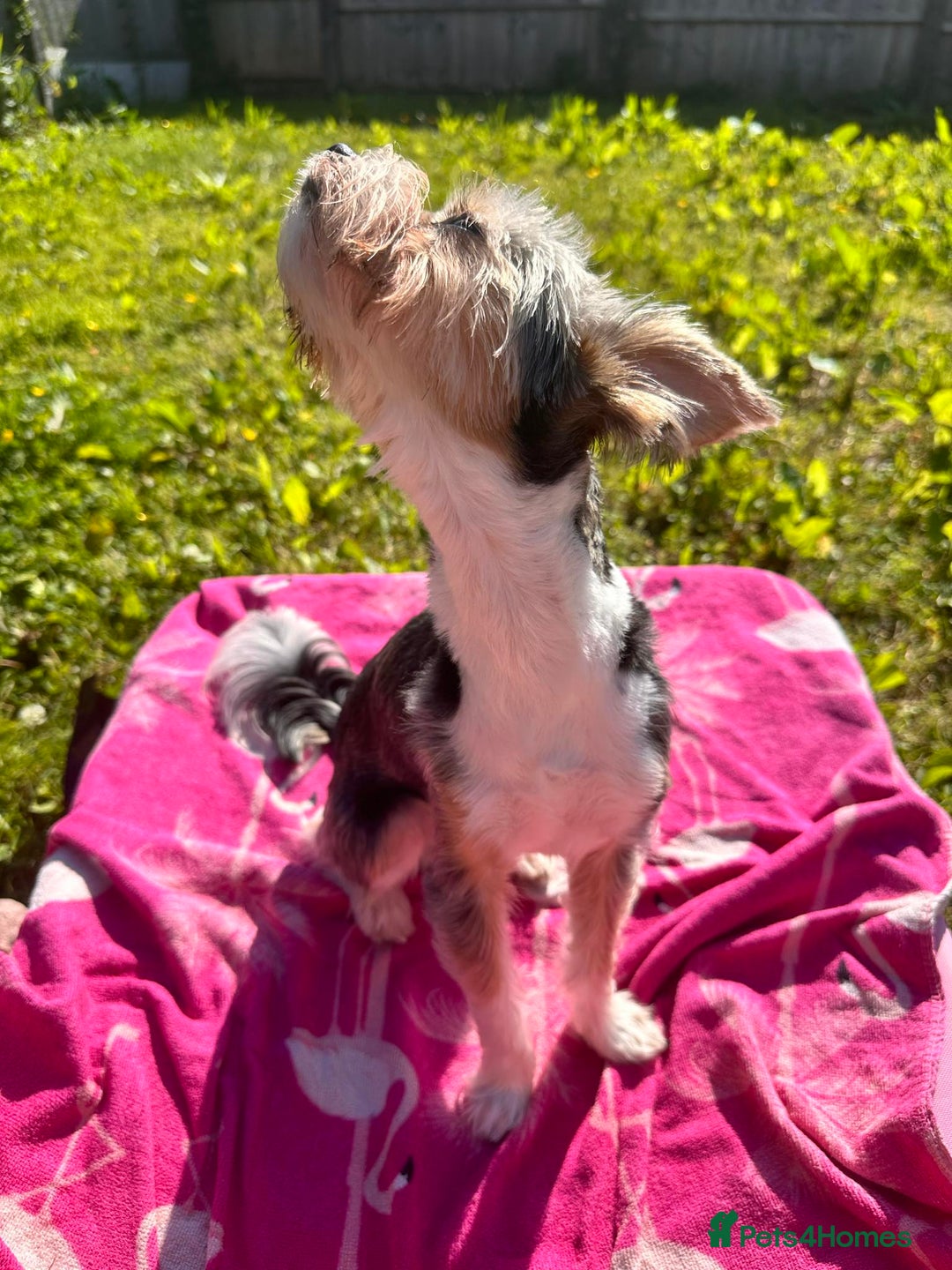 Yorkshire Terrier dogs for stud: DNA TESTED Biewer Yorkshire Terrier for stud in Birkenhead - Image 4