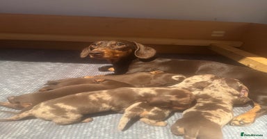 Miniature Dachshund dogs - Advert 10