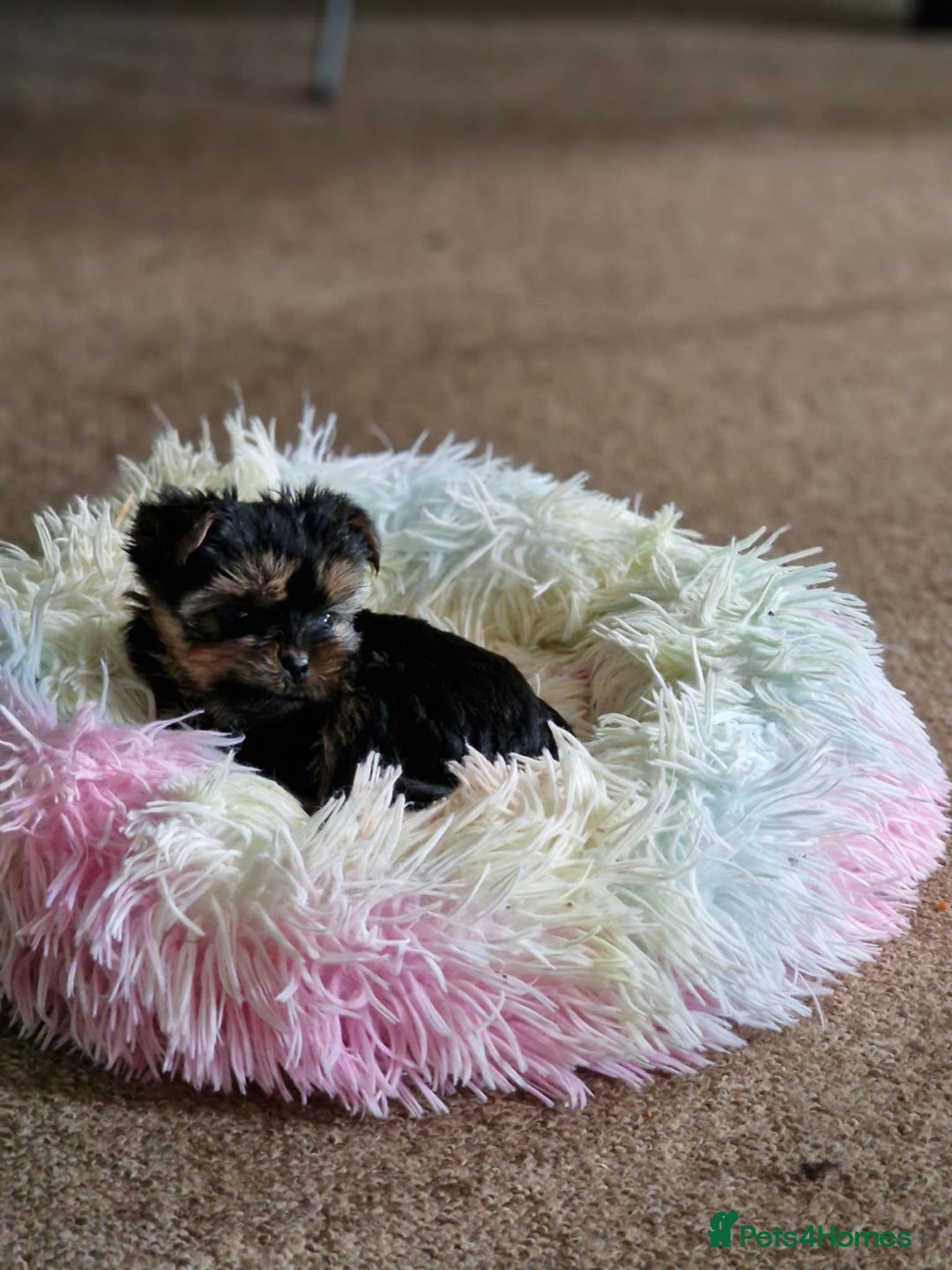 Yorkshire Terrier dogs for sale: Hi Mini Yorkshire Terrier for sale - Image 4