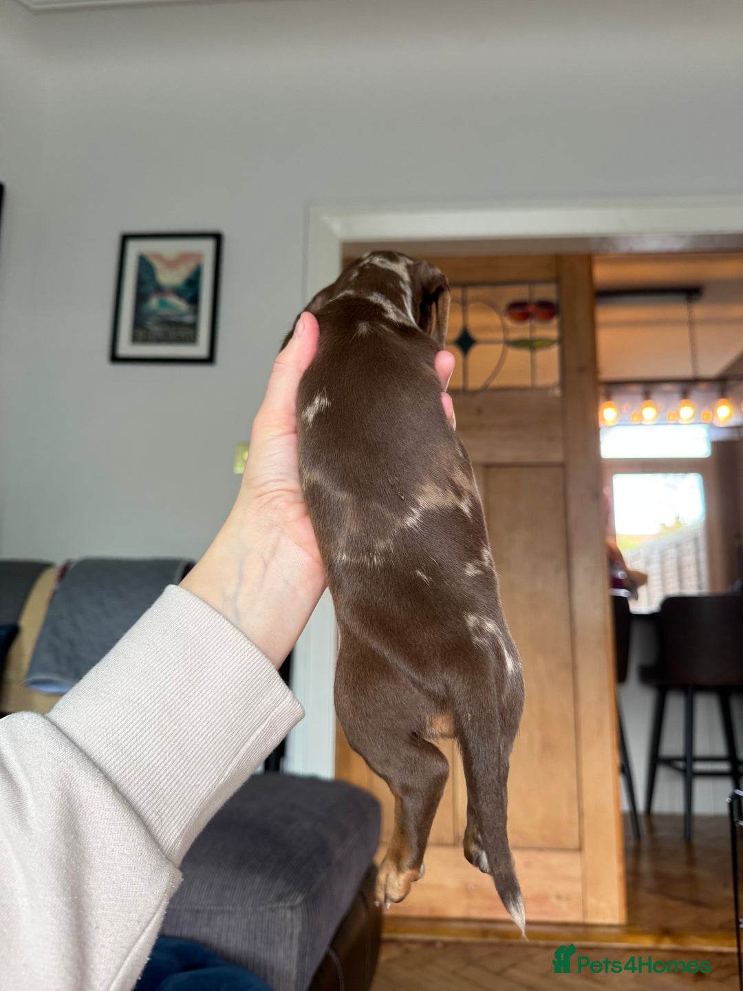 Miniature Dachshund dogs for sale: ‼️ READY NOW‼️ Miniature smooth hair dachshund - Image 13