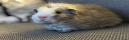 Guinea Pig rodents for sale: Gorgeous little boy piggie - Advert 5