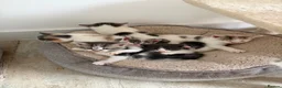 Domestic Shorthair cats for sale: 6 Short/Medium furred kittens  - Advert 10