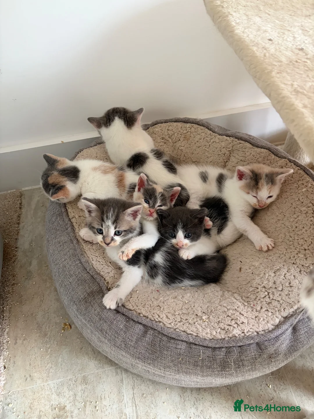 Domestic Shorthair cats for sale: 6 Short/Medium furred kittens  - Advert 10