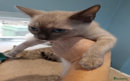 Bengal cats for sale: Tica RG Blue silver snows - Image 7