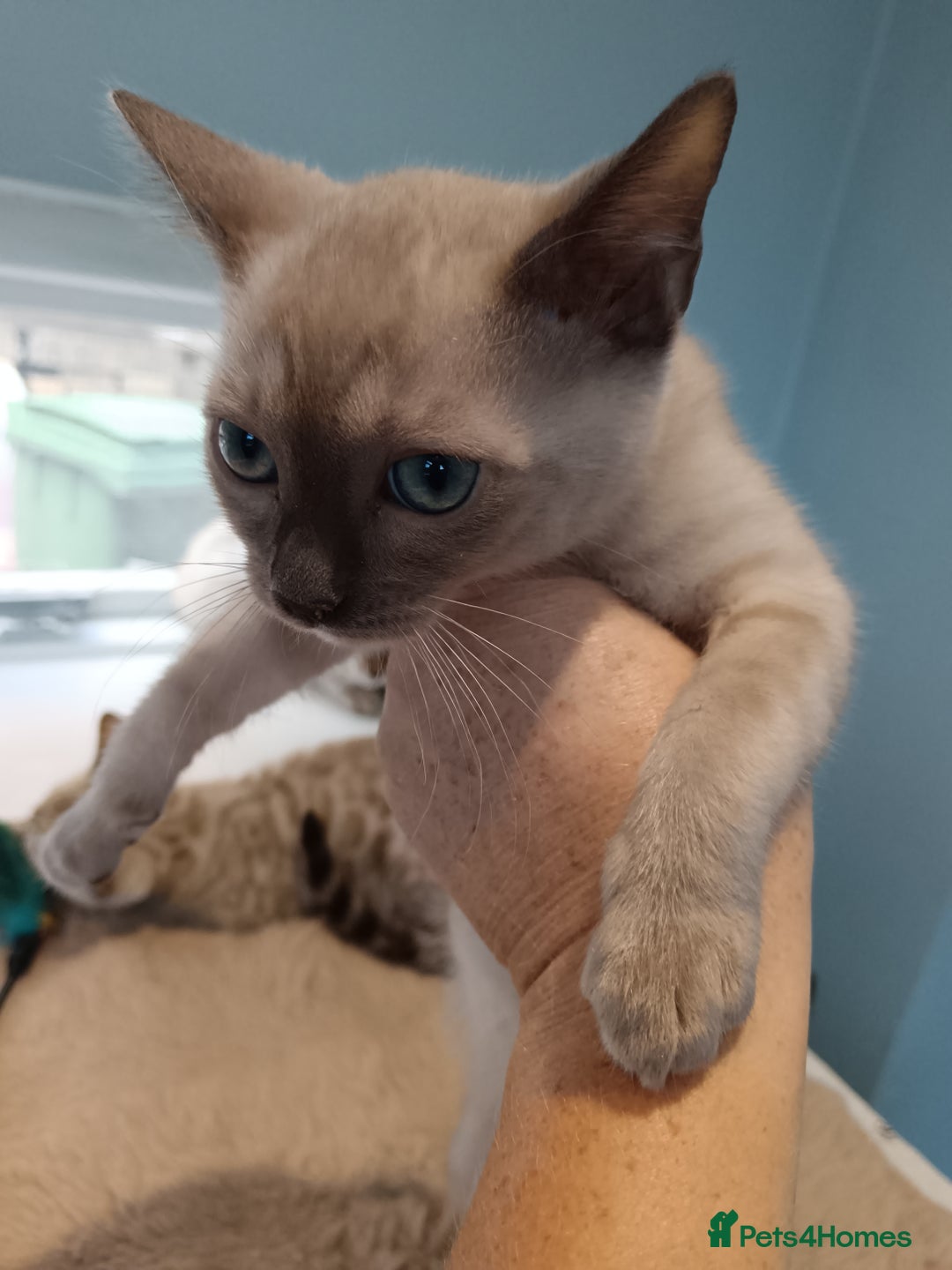 Bengal cats for sale: Tica RG Blue silver snows - Image 7