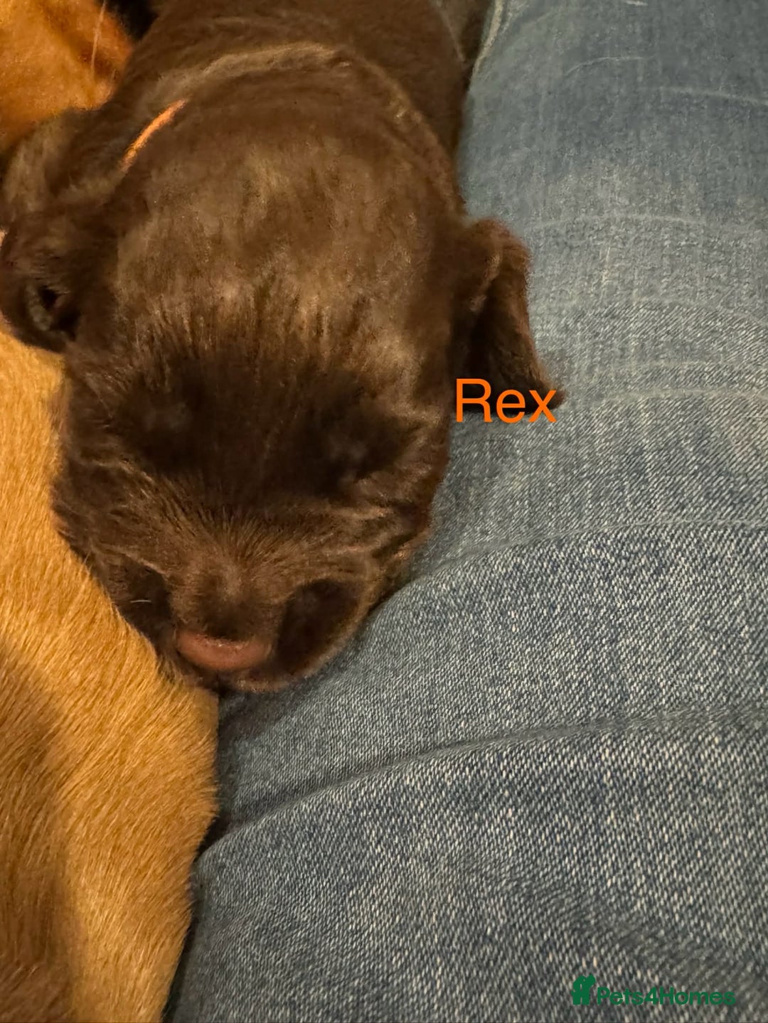 Cocker Spaniel dogs for sale: Cocker spaniel puppies - Advert 12