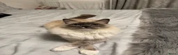Ragdoll cats for sale: Pair of gorgeous, affectionate ragdoll cats in Glasgow - Advert 5