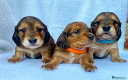 Miniature Dachshund dogs for sale: Miniature Dachshund puppies  - Image 2