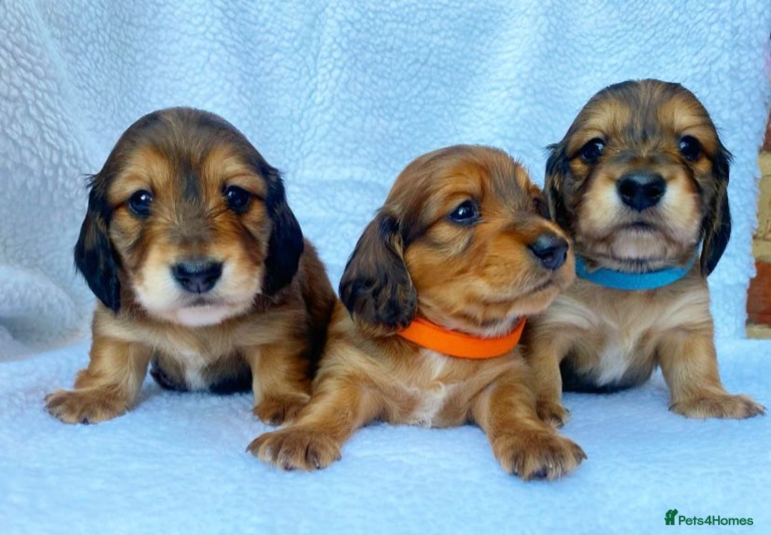 Miniature Dachshund dogs for sale: Miniature Dachshund puppies  - Image 2