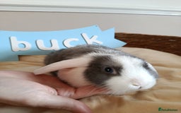 Mini Lop rabbits for sale: Fantastic mini lop babies forsale  - Image 26