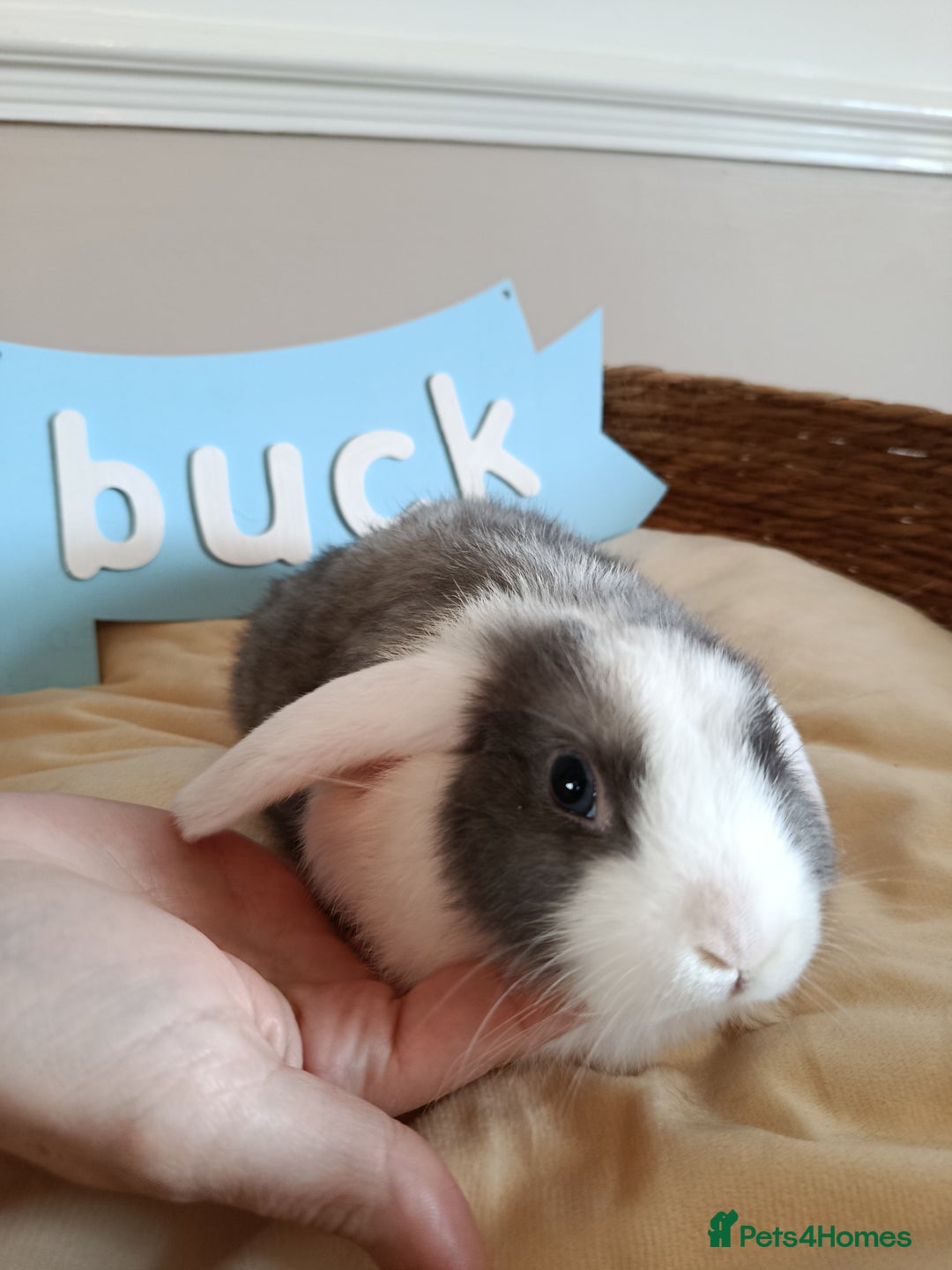 Mini Lop rabbits for sale: Fantastic mini lop babies forsale  - Image 26