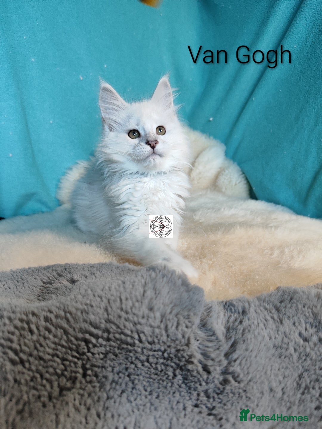 Maine Coon cats for sale: Unique maine coon kittens ❤️ - Advert 23