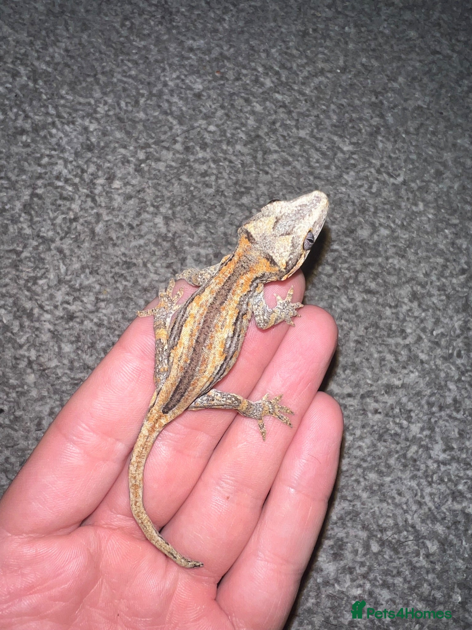 Gecko reptiles Baby gargoyle geckos  - Advert 1