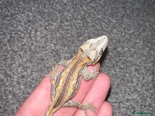 Gecko reptiles Baby gargoyle geckos - Advert 1