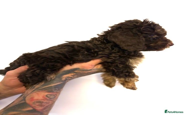 Miniature Poodle dogs - Advert 14