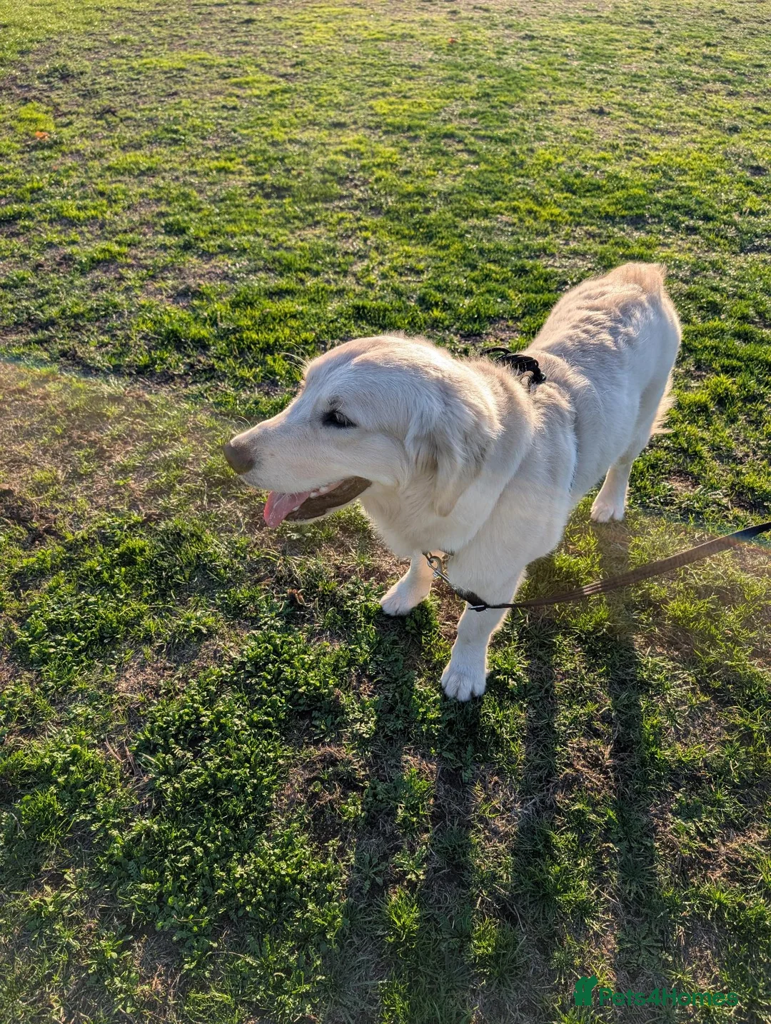 Golden Retriever dogs for sale: Mr Neo - Advert 2