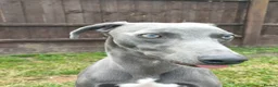 Whippet dogs for sale: KC Registered Whippet Dog, 20 months old in Swadlincote - Advert 4