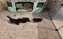 Domestic Shorthair cats for sale: Domestic shorthair/medium hair kittens - Image 5