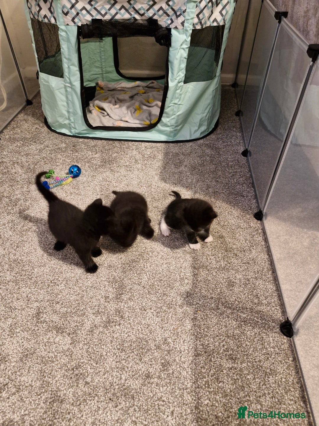 Domestic Shorthair cats for sale: Domestic shorthair/medium hair kittens - Image 5