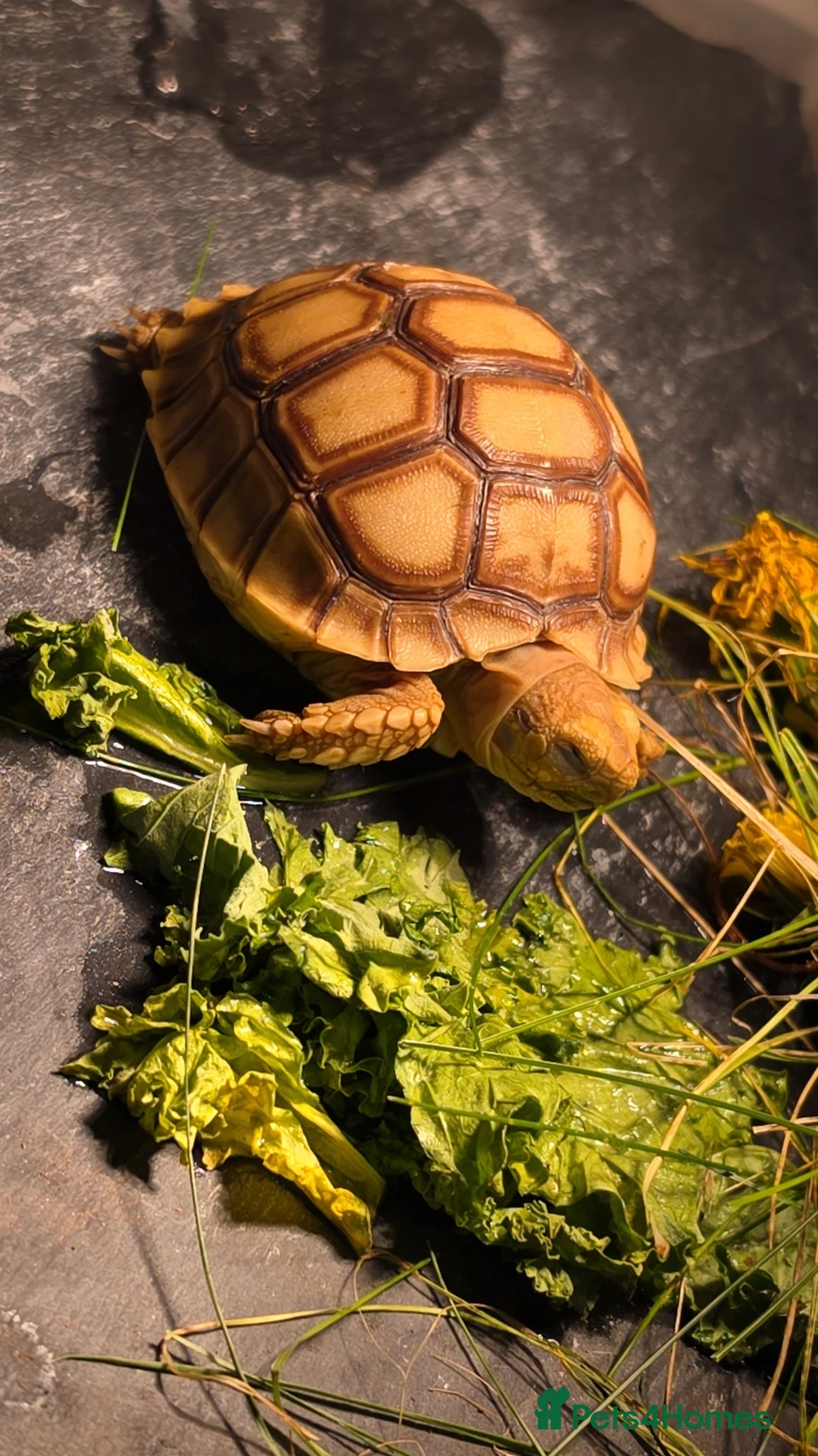 Tortoise reptiles for sale: 2026 baby sulcata available - Advert 1