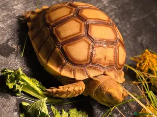 Tortoise reptiles 2026 baby sulcata available - Advert 1