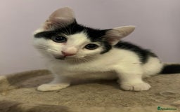 Mixed Breed cats for adoption: Twig the rescue kitten deserves a forever home - Image 1